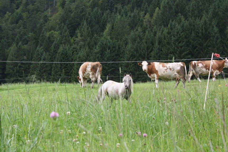 Hefenscherbauer Annaberg im Lammertal Luaran gambar